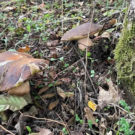 Ferienhaus Les Juliannes - La Pierre Etoilee Piscine Jardin