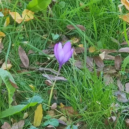 Les Juliannes - La Pierre Etoilee Piscine Jardin Ferienhaus