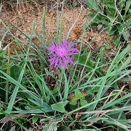 Les Juliannes - La Pierre Etoilee Piscine Jardin Ferienhaus