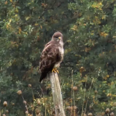 Ferienhaus Les Juliannes - La Pierre Etoilee Piscine Jardin Paulinet