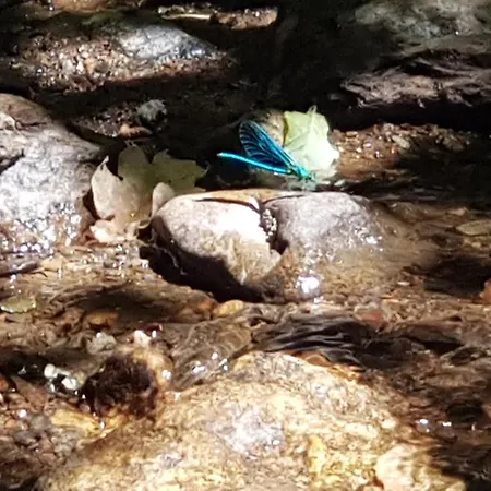 Les Juliannes - La Pierre Etoilee Piscine Jardin Paulinet