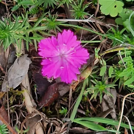Les Juliannes - La Pierre Etoilee Piscine Jardin * Paulinet