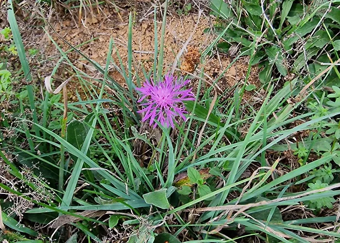 Les Juliannes - La Pierre Etoilee Piscine Jardin Σπίτι διακοπών