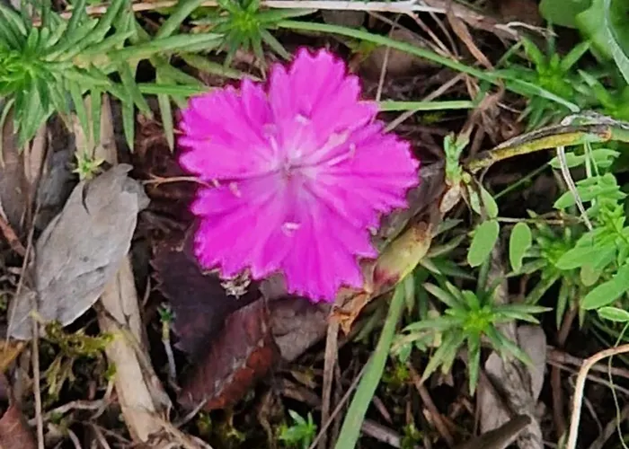 Les Juliannes - La Pierre Etoilee Piscine Jardin * Paulinet